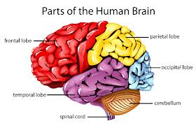 parts of brain